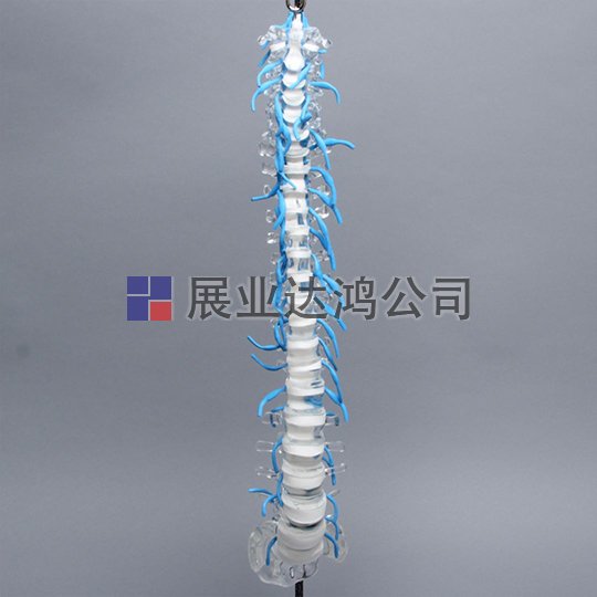 SAWBONES 脊柱與骶骨和神經根解剖模型1701-100-1