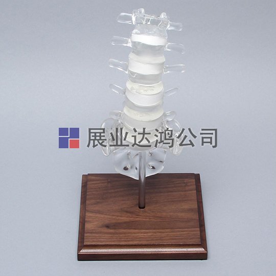 SAWBONES 脊柱解剖透明模型1701-124