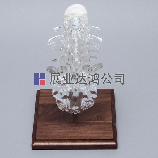 SAWBONES 帶透明椎間盤的脊柱解剖模型1701-124-2